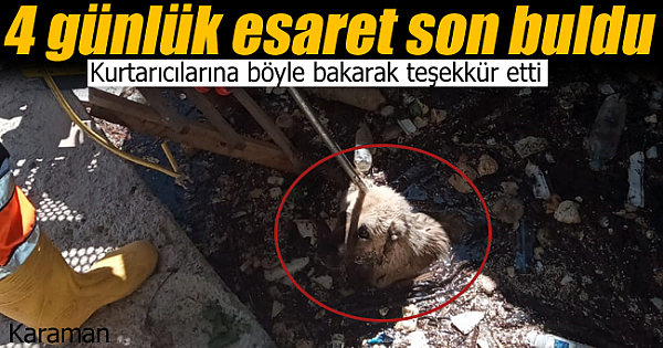 Kanalda mahsur kalan köpek 4 gün sonra kurtarıldı