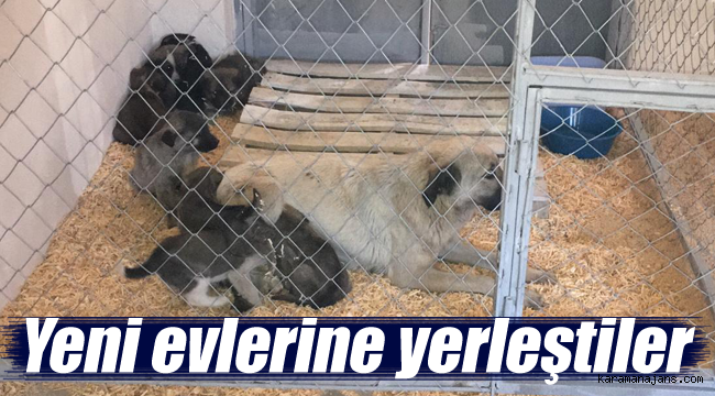 Yeni evlerine yerleştiler