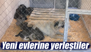 Yeni evlerine yerleştiler
