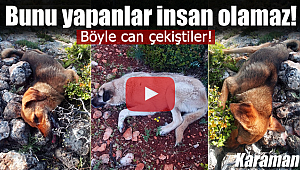 Bunu yapan insan olamaz, böyle can çekiştiler