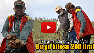 Karaman'da domalan mantarının fiyatı uçuşa geçti