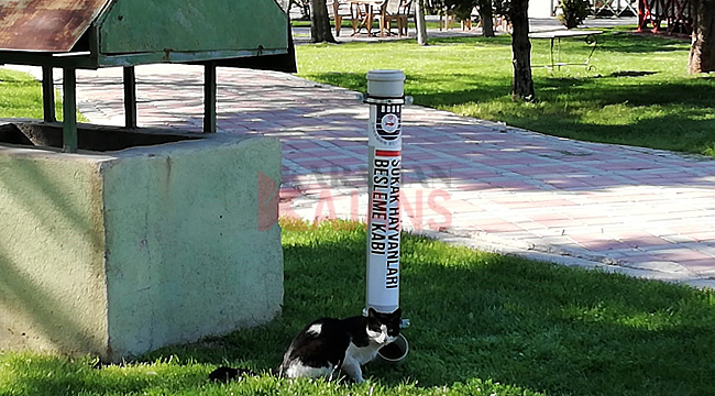 Kedi ve köpekler unutulmadı