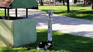 Kedi ve köpekler unutulmadı
