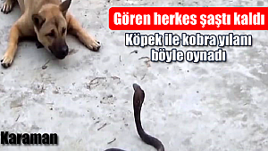 Karaman'da kobra yılanı, gören herkes şaşkına döndü