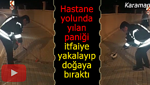 Karaman'da yılan paniği