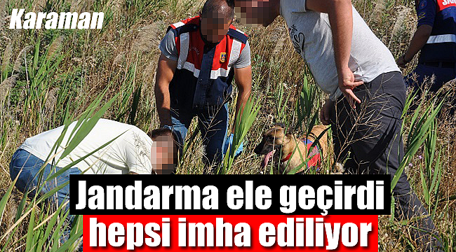 Karaman'da jandarma ele geçirdi, hepsi imha edildi