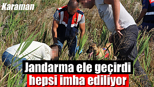 Karaman'da jandarma ele geçirdi, hepsi imha edildi