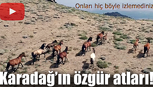 Karadağ'ın özgür atlarının su yolculuğu