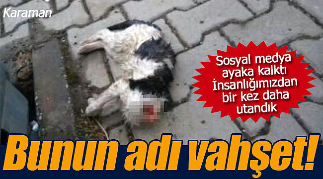 Karaman'da sosyal medya ayağa kalktı bunun adı vahşet!