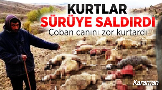 Karaman'da aç kurtlar sürüye ve çobana saldırdı