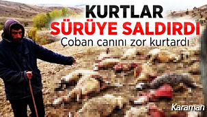 Karaman'da aç kurtlar sürüye ve çobana saldırdı