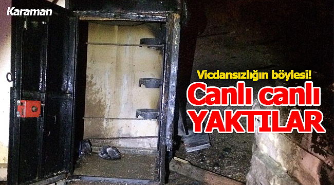 Vicdansızlar 27 canı yakarak telef etti