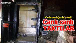 Vicdansızlar 27 canı yakarak telef etti