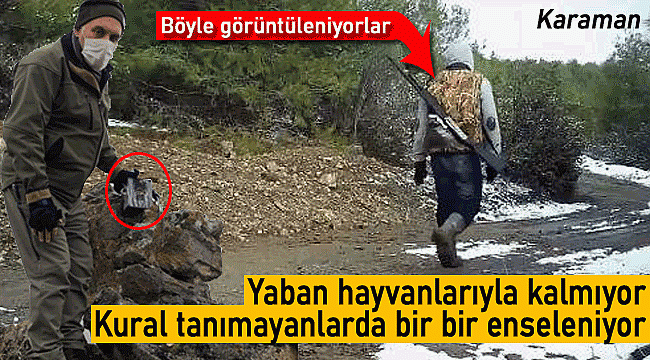 Karaman'da yaban hayvanlarının yanı sıra onlarda belirleniyor