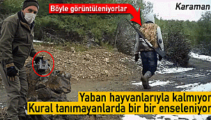 Karaman'da yaban hayvanlarının yanı sıra onlarda belirleniyor