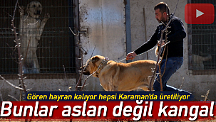 Bunlar aslan değil kangal hepsi Karaman'da üretiliyor