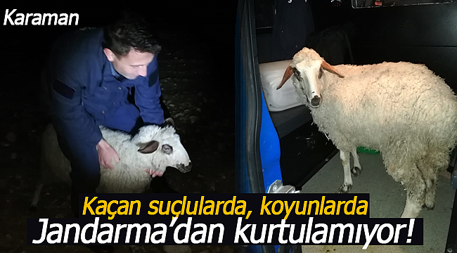 Kaçan suçlularda, koyunda sonunda jandarmadan kurtulamıyor