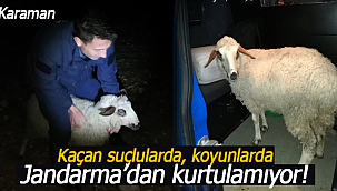 Kaçan suçlularda, koyunda sonunda jandarmadan kurtulamıyor