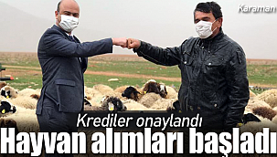 Karaman'da krediler onaylandı hayvan alımları başladı