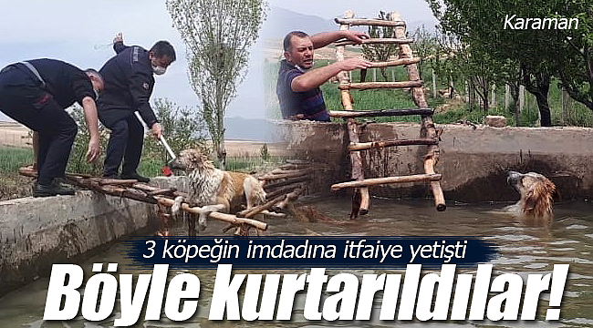 3 köpeğin imdadına itfaiye yetişti