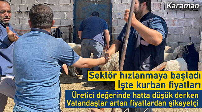 Karaman'da sektör hızlandı işte kurban fiyatları