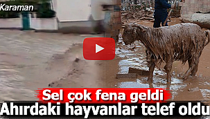 Karaman'ı sel vurdu hayvanlar telef oldu