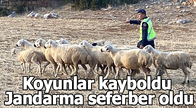 Koyunlar kayboldu jandarma seferber oldu