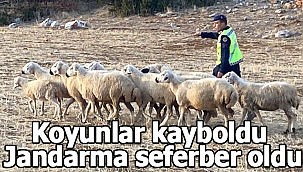 Koyunlar kayboldu jandarma seferber oldu