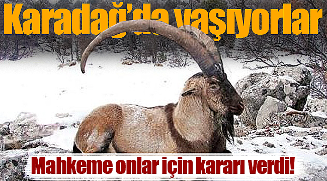 Karadağ'daki yaban keçisi ve koyunları ile ilgili mahkemeden karar