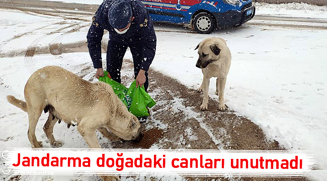 Jandarma doğadaki canları unutmadı