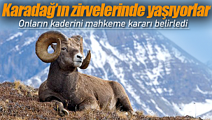 Karadağ'ın zirvelerinde yaşıyorlar, kaderlerini mahkeme belirledi