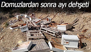 Karaman'da ayılar kovanları parçaladı