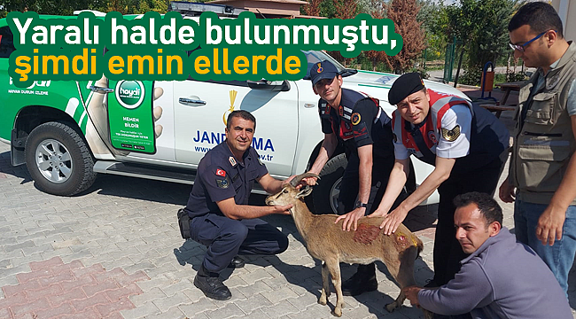 Yaralı halde bulunmuştu, şimdi emin ellerde