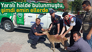 Yaralı halde bulunmuştu, şimdi emin ellerde