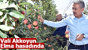 Vali Akkoyun elma hasadında