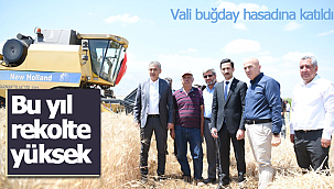 Bu yıl rekolte yüksek