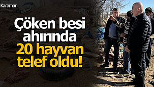 Besi ahırı çöktü 20 hayvan telef oldu