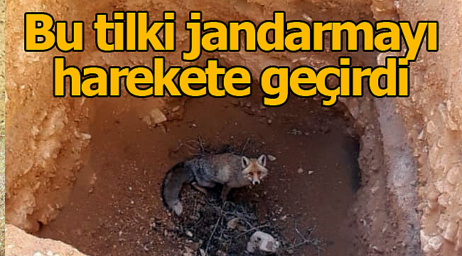 Çukura düşen tilki jandarmayı harekete geçirdi