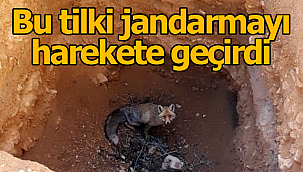 Çukura düşen tilki jandarmayı harekete geçirdi