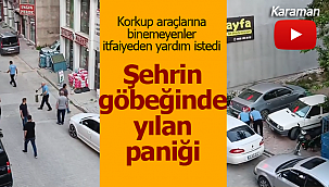 Şehrin göbeğinde yılan paniği