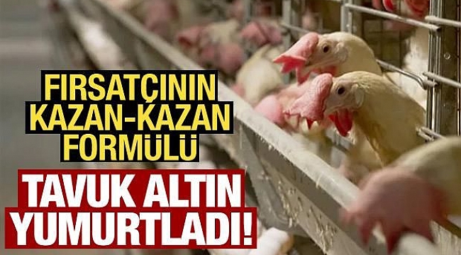 Tavuk altın yumurtladı!