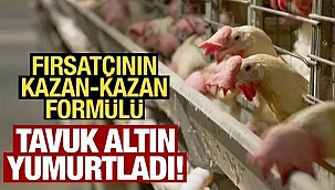 Tavuk altın yumurtladı!