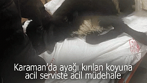 Ayağı kırılan koyuna acil serviste müdehale